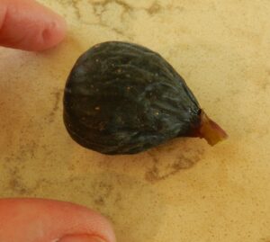Fresh Fig