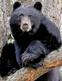black bear
